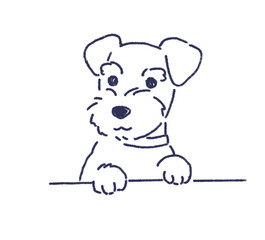 覗きに来たシュナウザー