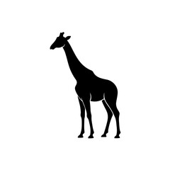 Black Silhouette of a Standing African Giraffe with Long Neck