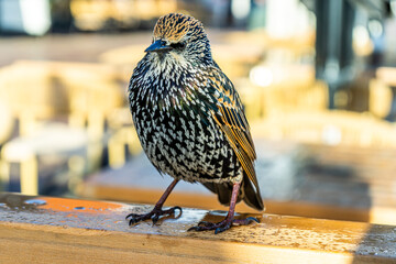 Bird Starling European Sturnus vulgaris closeup.