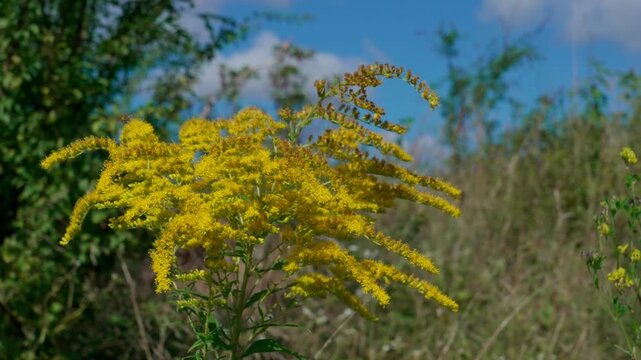 On the tall stems of Canadian goldenrod (Solidago canadensis) with green leaves and yellow flowers. A close-up shot, swaying in the wind.