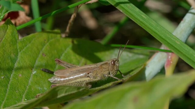 A red grasshopper (Gomphocerippus rufus) sits sideways on a green leaf. Medium shot. Lithuanian nature.