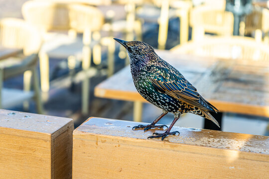 Profile bird Starling European Sturnus vulgaris closeup. - Powered by Adobe