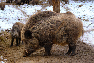 Wildschwein Eber,  gross komplett Seitenansicht 
