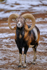 Mufflon einzeln im Schnee 