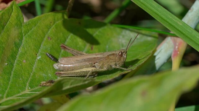 A red grasshopper (Gomphocerippus rufus) sits sideways on a green leaf. Medium shot. Lithuanian nature.