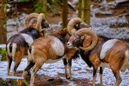 Mufflons im Schnee 
