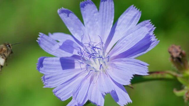 A close-up shows common chicory, where a honey bee collects pollen. The purple flower is set against a dark background.