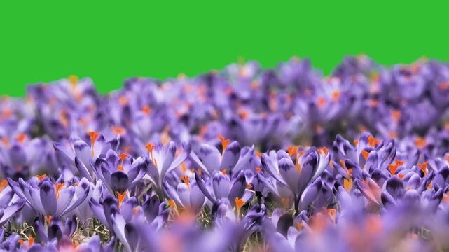 first flowers of spring, saffron, green screen