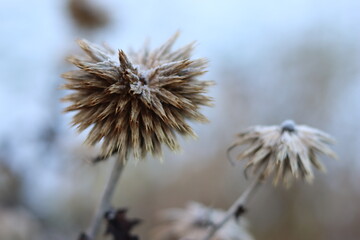 Blue globe thistle or Echinops heads covered in frost