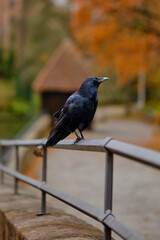 Rabe auf Geländer 