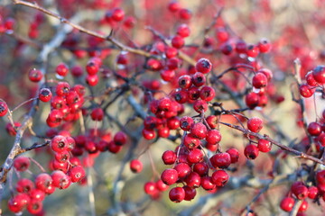 Close up of hawthorn or crataegus berries