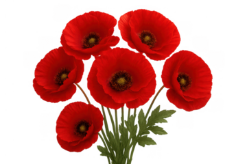 Red poppy flowers forming a vibrant bouquet, symbolizing remembrance and peace, isolated on a transparent background