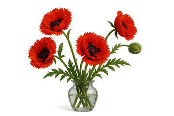 Red poppy flowers in a glass vase with water, presenting a remembrance bouquet on transparent background