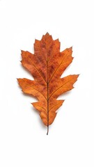 Fototapeta premium Vibrant Autumn Oak Leaf on White Surface - High Resolution Isolated Object for E-commerce Concept