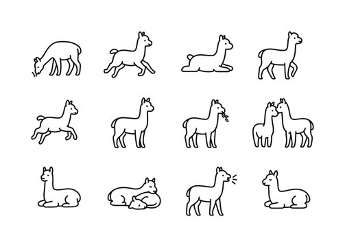 Alpaca Activity Icons. Alpaca activities. Line icon set of Alpac