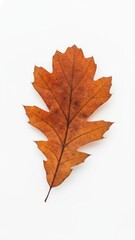 Obraz premium Autumn Beauty - High-Resolution Majestic Oak Leaf on White Surface with Minimalist Elegance and Seasonal Vibes