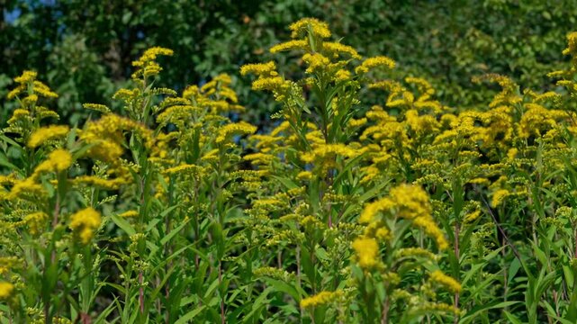 On the tall stems of Canadian goldenrod (Solidago canadensis) with green leaves and yellow flowers. A close-up shot, swaying in the wind.