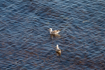 Two seagulls drift calmly on rippling blue water in a peaceful aquatic scene. © Andrey