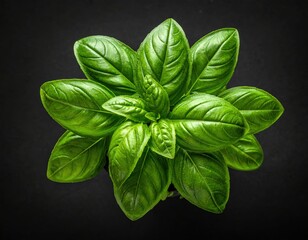 Fresh basil plant leaves with vibrant green color arranged in a symmetrical pattern