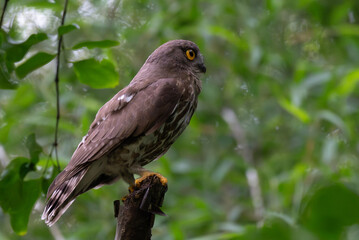  A striking, detailed of a Brown Hawk owl, Brown boobook perched on a dark, mossy branch, set against a beautifully soft, blurred background of lush green tropical foliage.