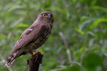  A striking, detailed of a Brown Hawk owl, Brown boobook perched on a dark, mossy branch, set against a beautifully soft, blurred background of lush green tropical foliage.