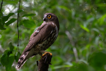  A striking, detailed of a Brown Hawk owl, Brown boobook perched on a dark, mossy branch, set against a beautifully soft, blurred background of lush green tropical foliage.