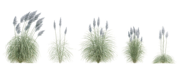 3d white pampas grass with soft plumes and thin green blades isolated on a transparent background