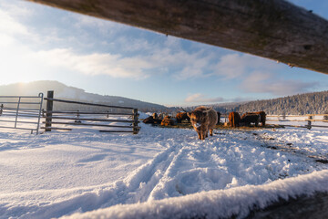 Herd of bisons stands in fenced farm enclosure surrounded by snowy winter landscape. Scene captures cold frosty day with powerful animals calmly moving through white frozen terrain.