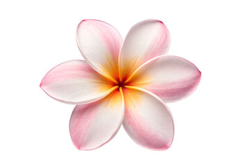 Fototapeta premium Pink and yellow plumeria flower with delicate gradient petals, isolated on a transparent background