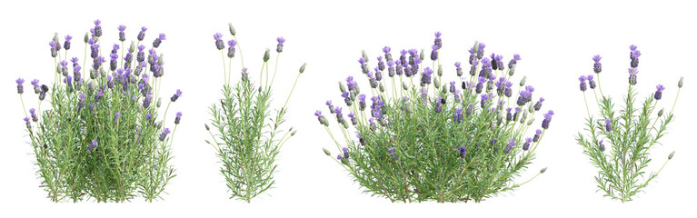 3d render Lavender flower bushes on transparent background © Sandy