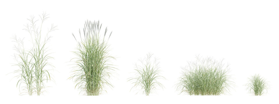 Set of 3d miscanthus flavidus Ornamental grass plants with white plumes on transparent background