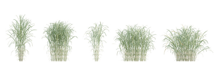 3d render of miscanthus floridulus grass plant bushes for botanical design on a transparent background
