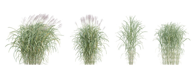 3d illustration miscanthus floridulus grass plant bushes on transparent background