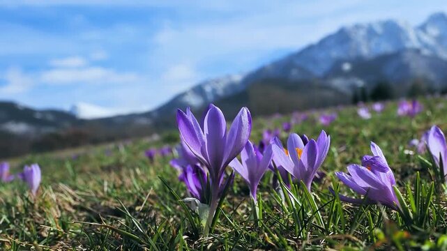 saffron in early spring against the backdrop of the Tatra Mountains