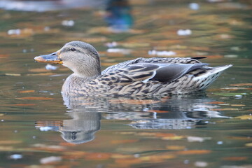 Female mallard duck swimming on a lake