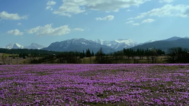 Mountain landscape of the Tatar Nature Reserve with blooming crocus flowers against the backdrop of snow-capped mountains.