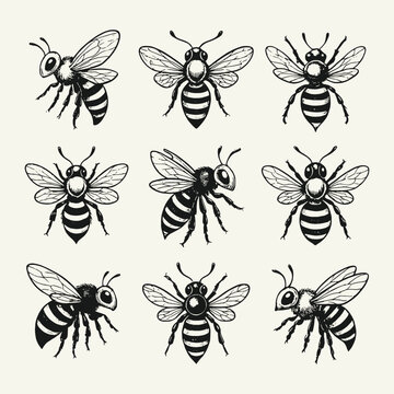 Comprehensive vector icon set of detailed honey bees in various flight and standing poses, illustrated in a vintage monochrome style for nature, insect, and honey branding designs.