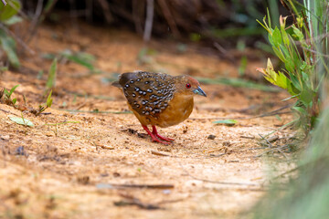 Ocellated Crake 