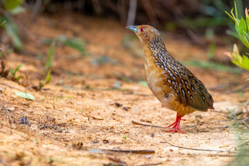 Ocellated Crake 
