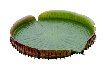 Giant victoria amazonica water lily pad isolated on transparent background