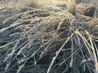 Morning frost in the Latvian countryside (Latgale meadows).
