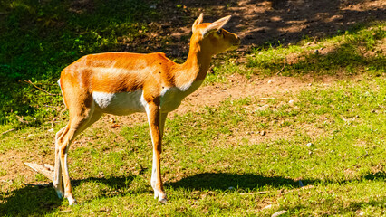 Antilope cervicapra, blackbuck, on a sunny summer day