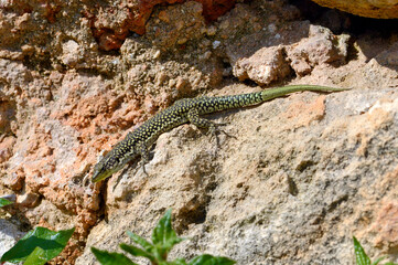männliche Brilleneidechse // male Menorca Wall Lizard, Moroccan rock lizard (Scelarcis perspicillata perspicillata) - Menorca, Balearen, Spanien