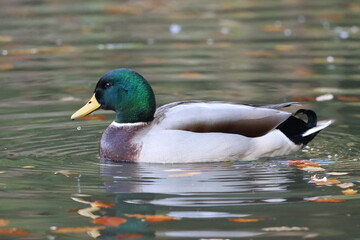 Obraz premium Mallard duck swimming on a lake
