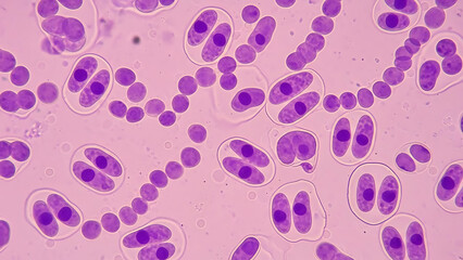 Abstract microscopic view of dividing purple cells forming intricate chains and pairs on a pink background