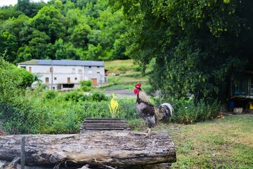 animal, 목초, 네이처, 농장, 경관, 들판, 목초지, 나무, 공원, 포유동물