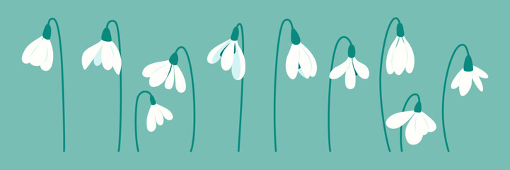 White first flowers, snowdrops on turquoise background. Delicate spring banner with white flowers. Botanical floral frame. Spring botanical elements for Snowdrop Day, cards, invitations and prints