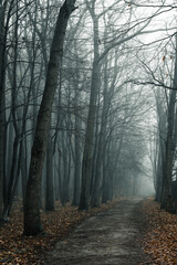 Fototapeta premium Autumn forest with a thick fog covering the trees . Vertical shot . Mysticism, riddles, secrets concept