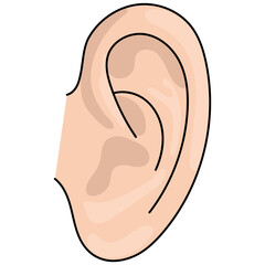 Illustration of Human Ear Anatomy