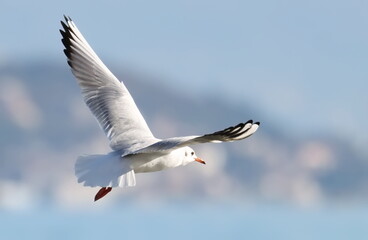 Common Black-headed Gull in flight, Larus ridibundus, birds of Montenegro